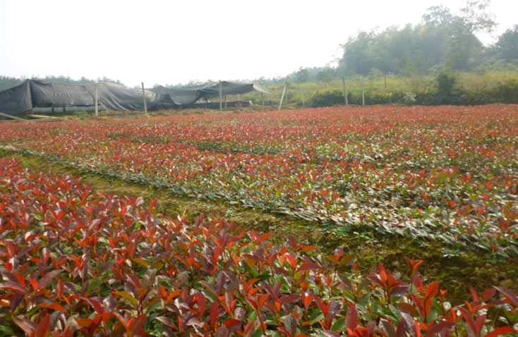 小苗培育基地